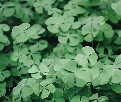 Mes offres 3 Trèfle vert symbolisant la croissance et la prospérité pour le coaching professionnel.