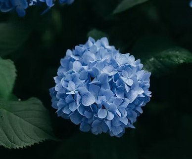 Mes offres 1 Fichier : hydrangee-bleue-coaching.jpg.