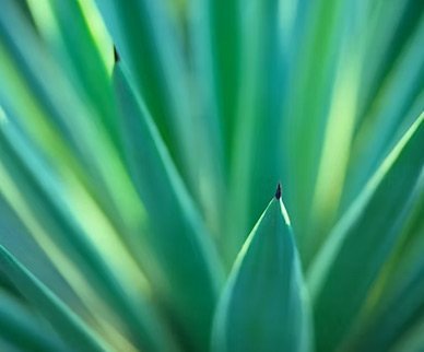 Mes offres 2 Fichier d'image: agave-vert-poin.jpeg.