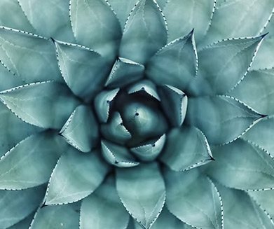 Mes offres 5 Plante suculente aromatique en gros plan, design épuré et apaisant pour coaching et développement personnel.