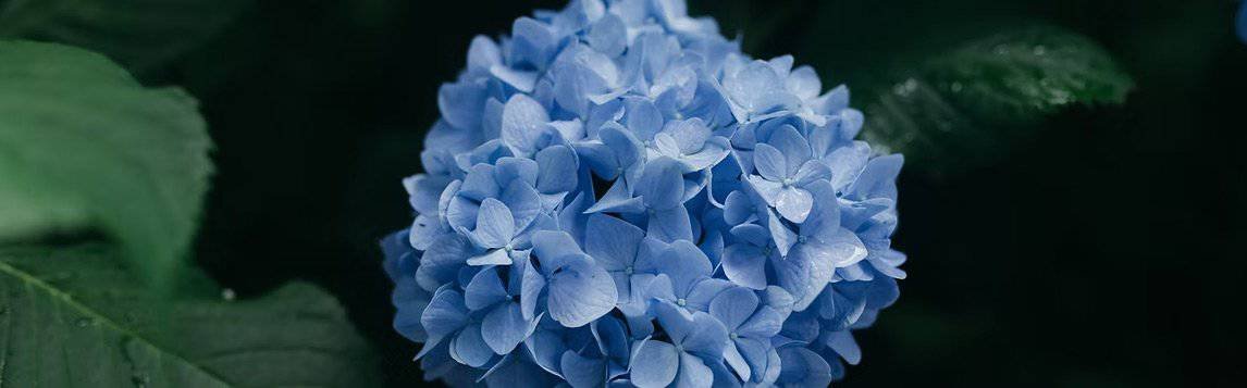 RDV découverte 1 Fichier: hydrangea-coaching-alice-didelot.jpg.